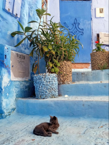 View of a cat in Chefchaouen
