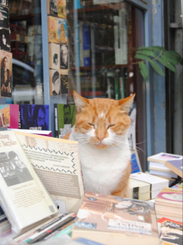 A cat sitting beside a pile of books in Istanbul