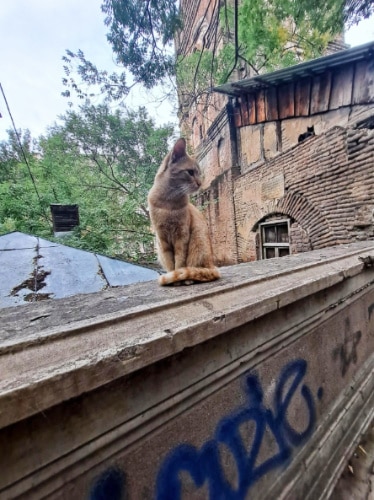 View of a kitten in Tbilisi