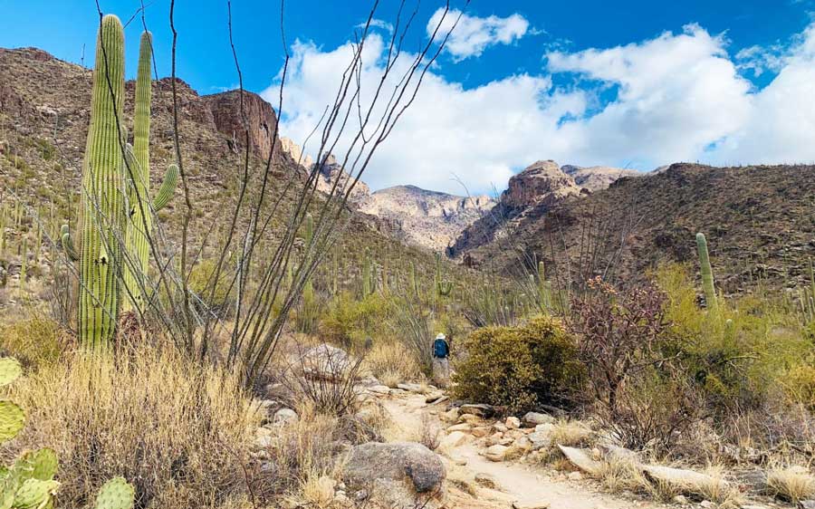 Cacti at the Catalina Foothills