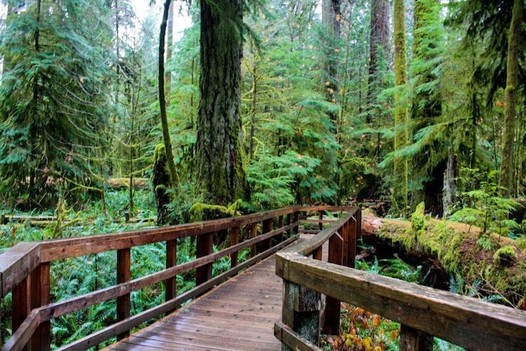 A mossy boardwalk runs through Cathedral Grove in Vancouver Island