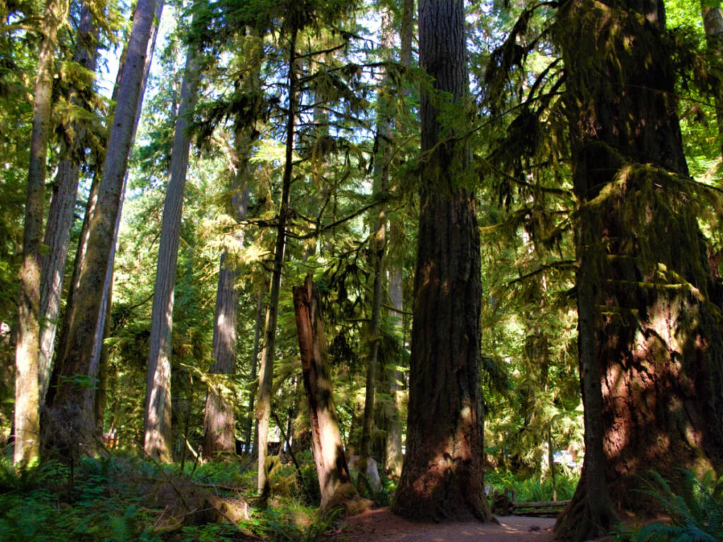 A serene forest path winding through Cathedral Grove in MacMillan Park, surrounded by majestic tall trees