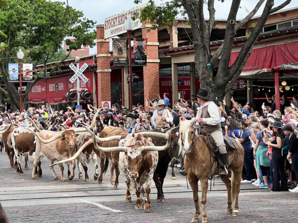 Parade of longhorns strolling down city street