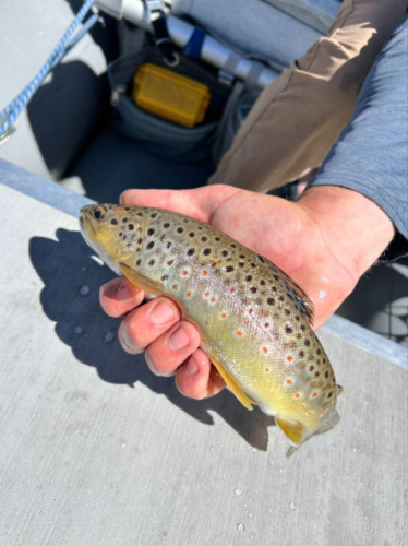Closeup look of the caught fish
