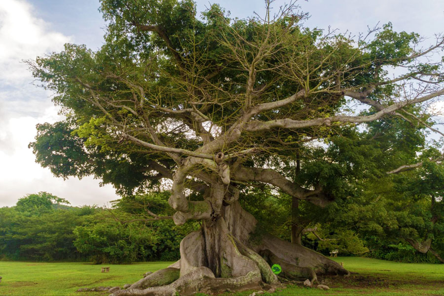 View of the big Ceiba Tress in Vieques
