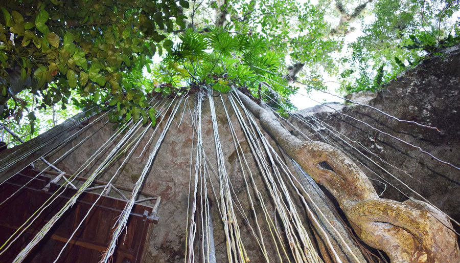 The Cenote SAC-AUA from below