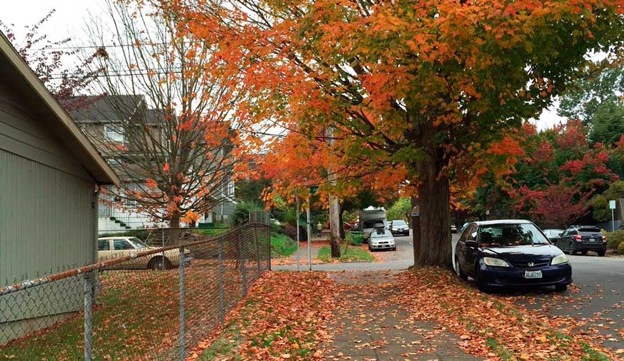 Leaves falling from a tree in Central District during fall season