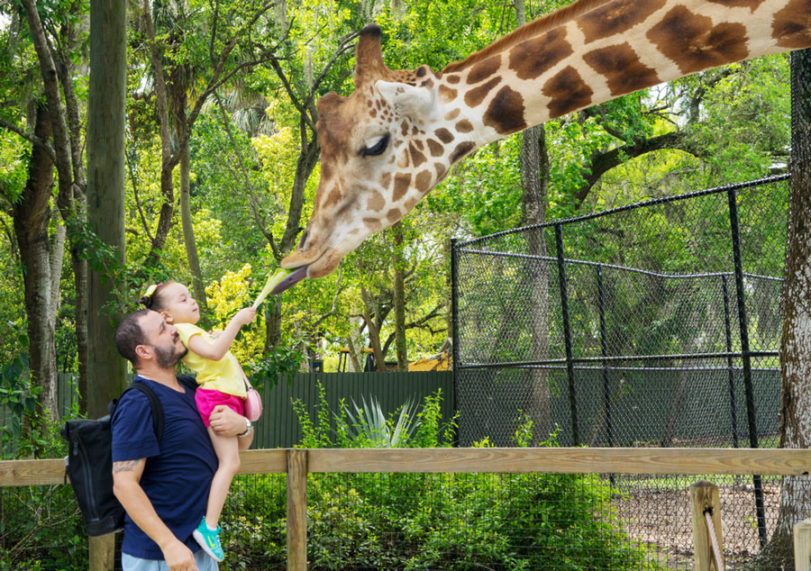 View of father carrying his daughter while feeding a giraffe
