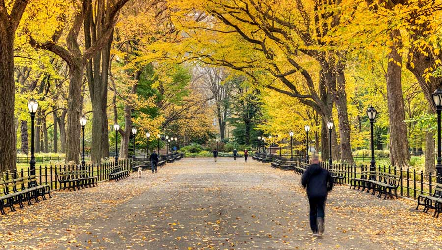 A man walking on Central Park during fall season