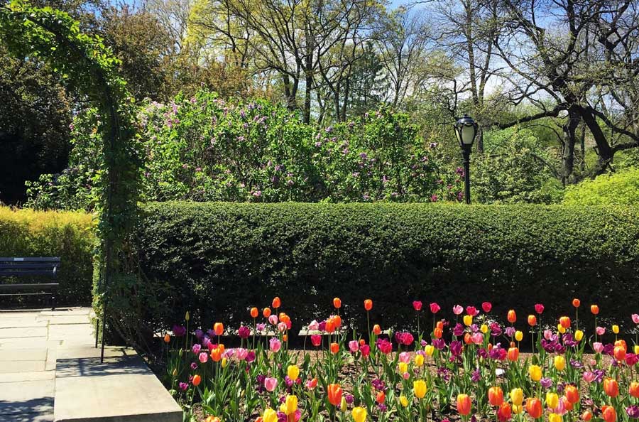 Colorful tulips blooming in Central Park’s Conservatory Garden
