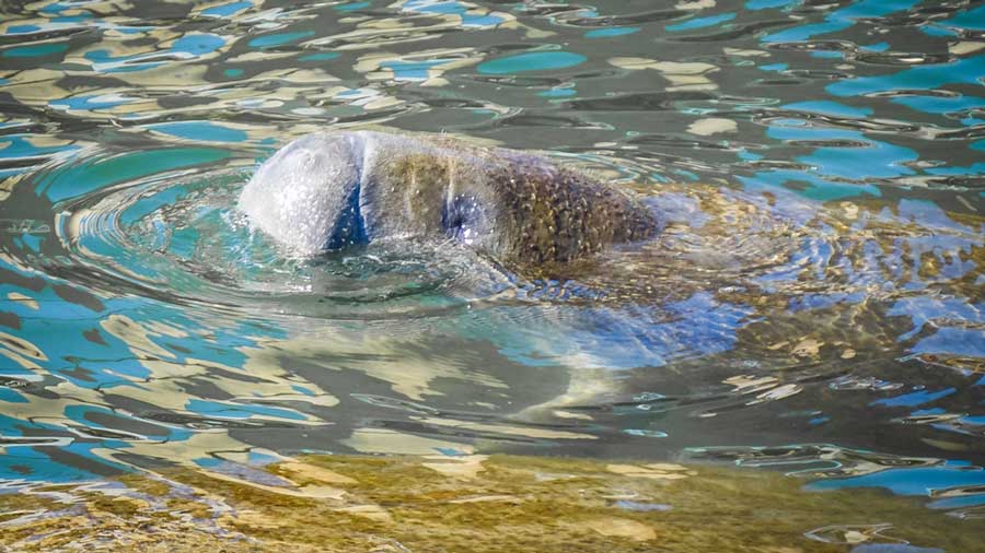 View of a manatee on the water