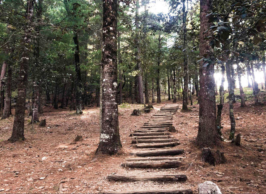 View on the hiking trail in the middle of the forest in Cerro Don Lauro