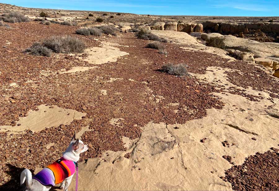 The author's dog walking during a hike in Chaco Canyon