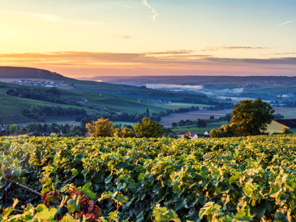 Panoramic view of the vineyard and the scenic overlooking view at sunset