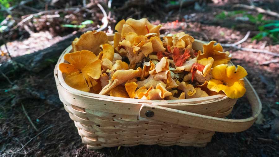View of Chanterelle mushrooms on a basket
