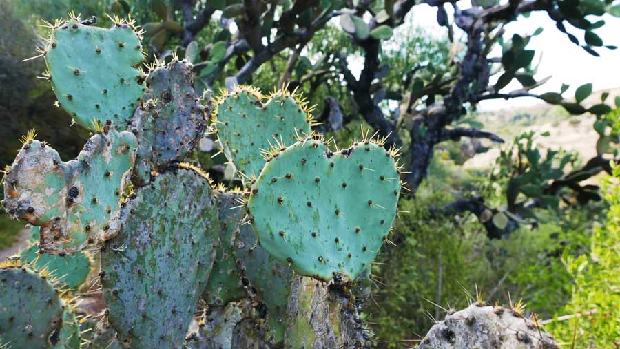 View of a cactus in Charco Del Ingenio Botanical Gardens