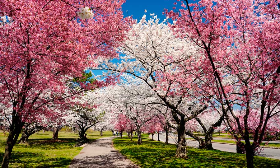 Colorful cherry blossoms lined in Branch Brook Park