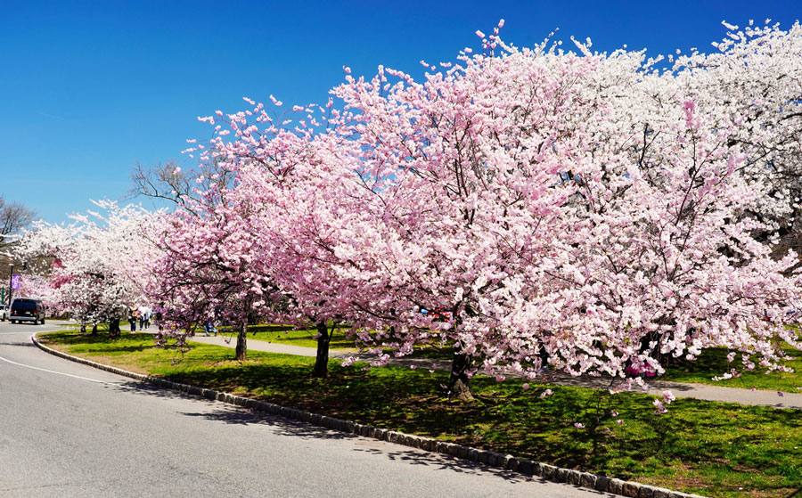 View of cherry blossoms in a street in New Jersey