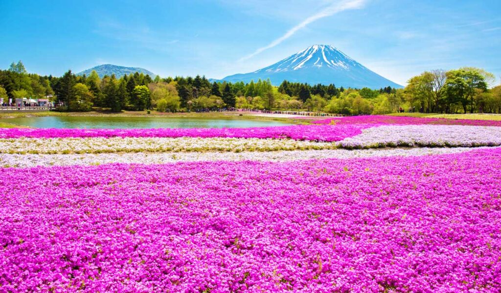 Scenic view of a field of cherry blossoms and the Mt. Fuji