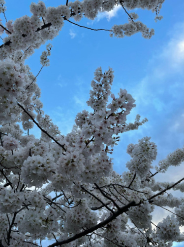 Close up view of cherry blossom blooms under the blue sky