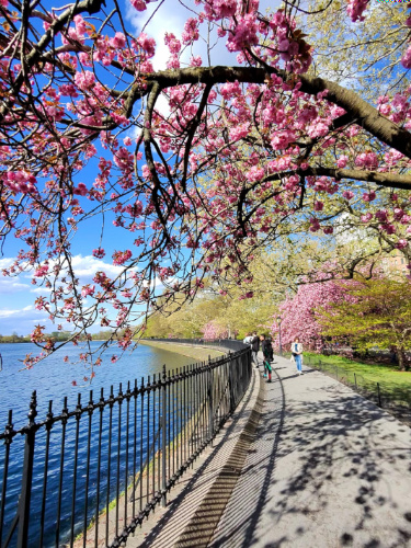 A cherry blossom in Central Park during a sunny day