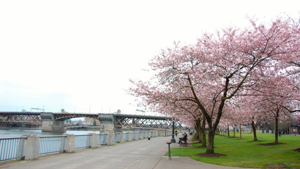 View of the blooming Cherry blossoms at the Japanese American Historical Plaza