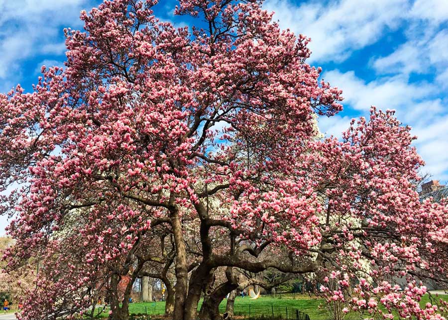 View of cherry blossoms in Central Park and the clear blue sky over it