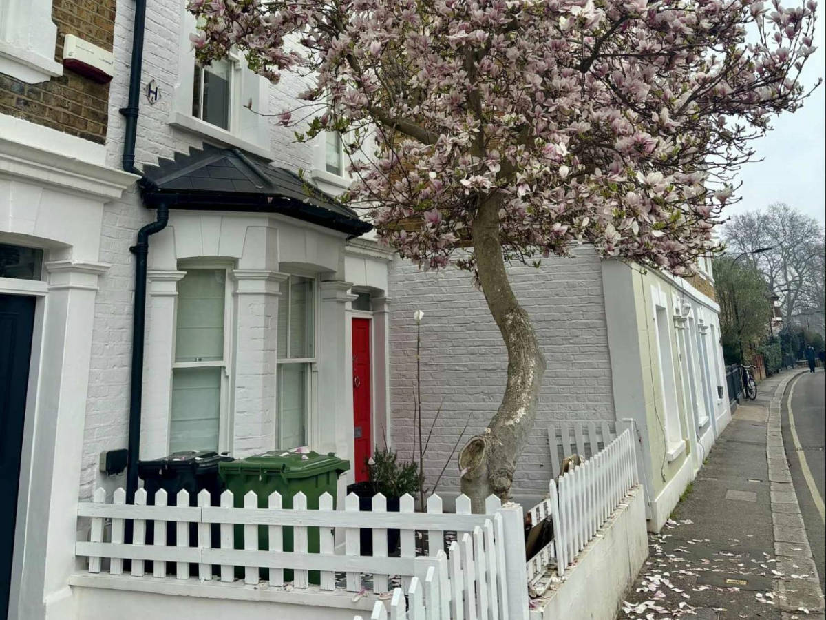 A beautiful cherry blossom along the street in Fulham