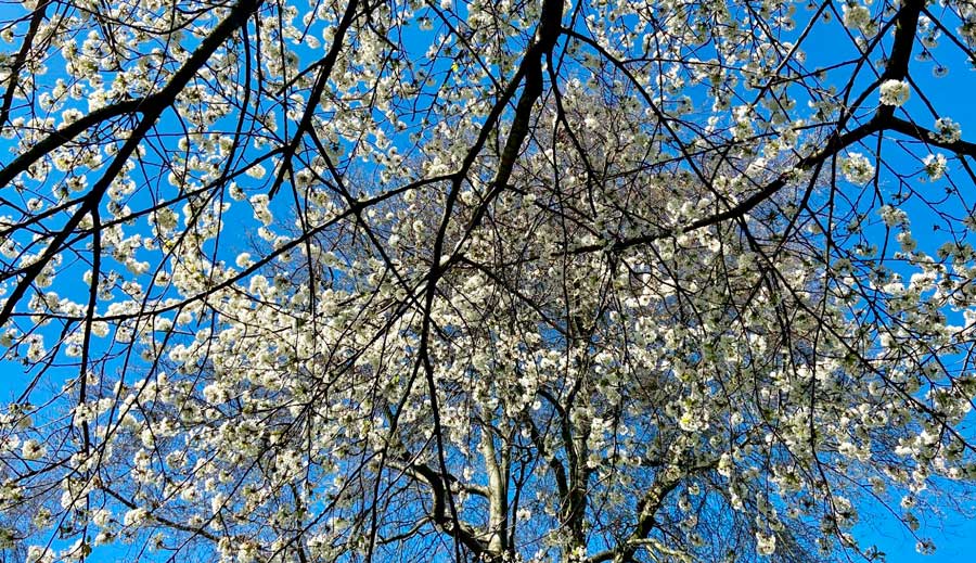 Clear blue sky over a cherry blossoms in London