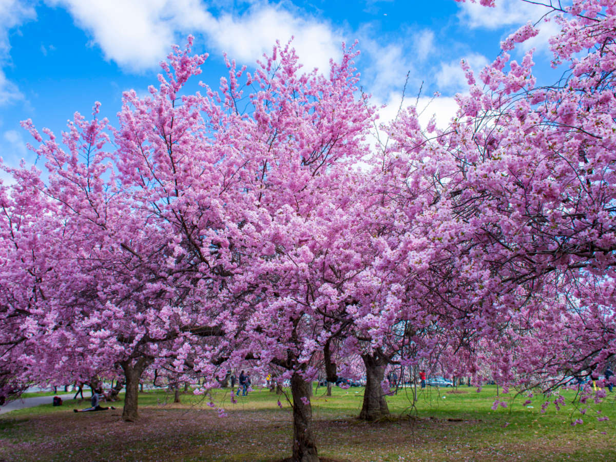 Cherry Blossoms bloom in Branch Brook Park, Newark, New Jersey