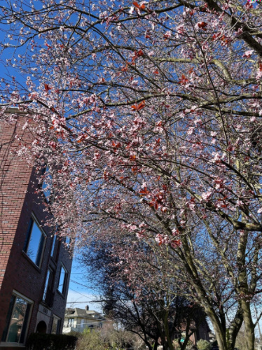 Clear blue sky over the cherry blossoms during spring season