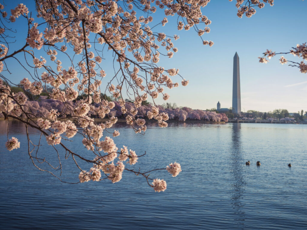 Cherry blossoms blooming on the Tidal Basin