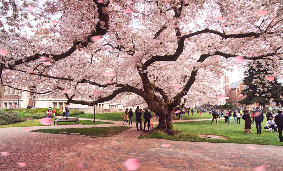 View of people and cherry blossoms