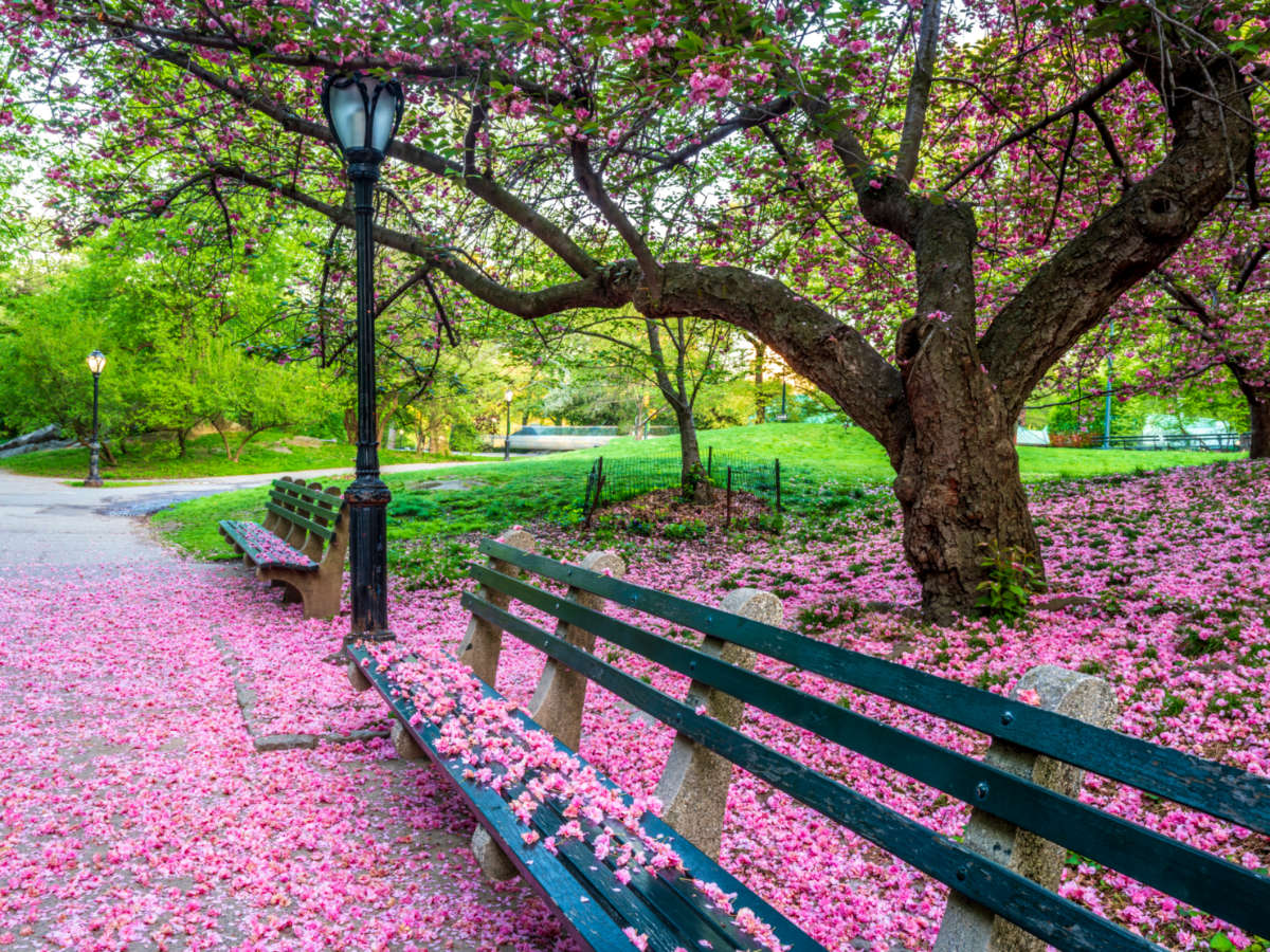 Park bench surrounded by pink flowers in Cherry Hill, NY in spring