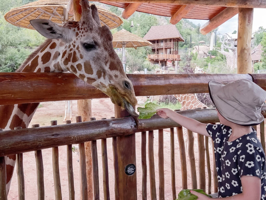 A little girl feeding a giraffe at Cheyenne Mountain Zoo