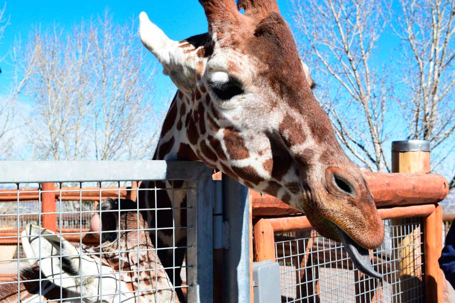 View of a giraffe in Cheyenne Mountain Zoo