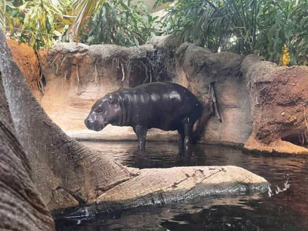 A hippopotamus at the Lincoln Park Zoo