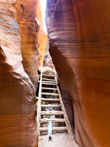 A chihuahua climbing out on a ladder at the Buckskin Gulch slot canyon