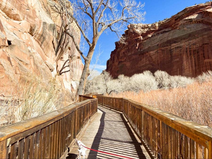 A chihuahua walking on a footbridge at a Utah national park in winter