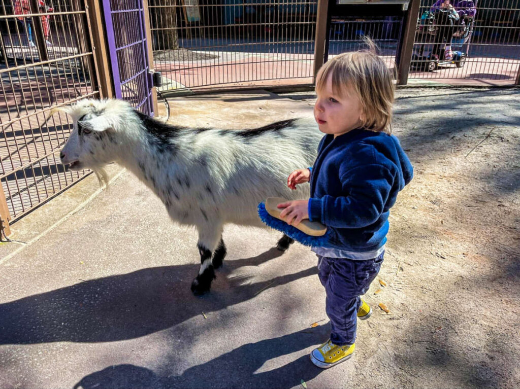 A toddler brushing the hair of the goat at the Affection Section
