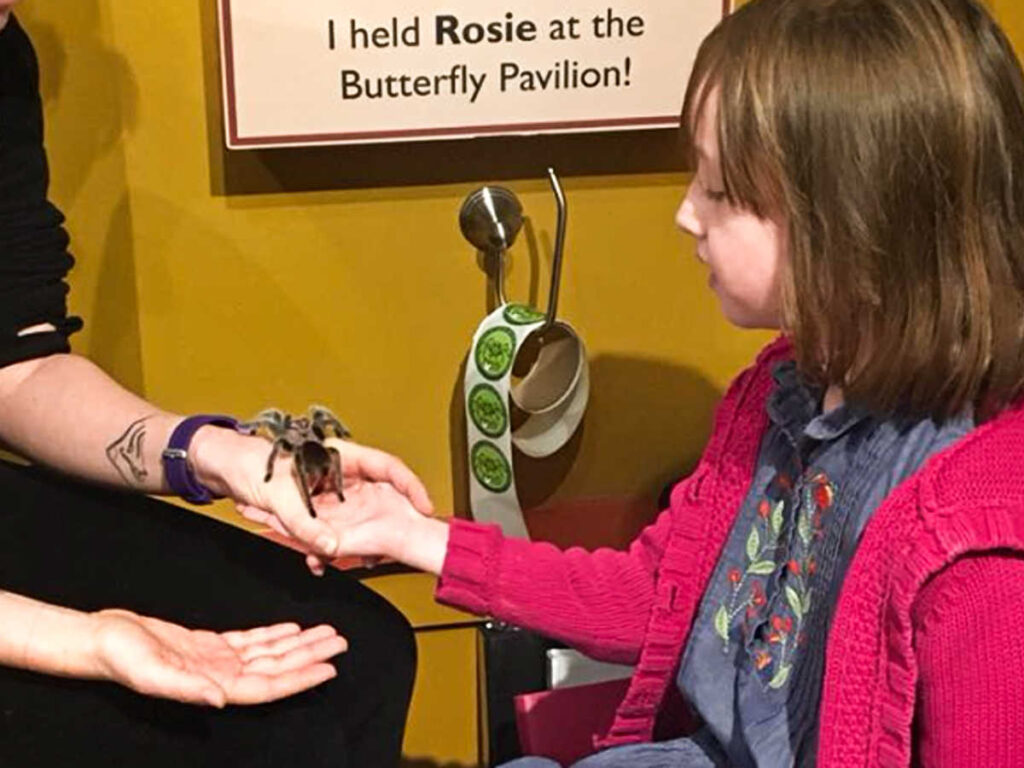 A child holding Rosie the tarantula while being assisted with an adult at The Butterfly Pavilion