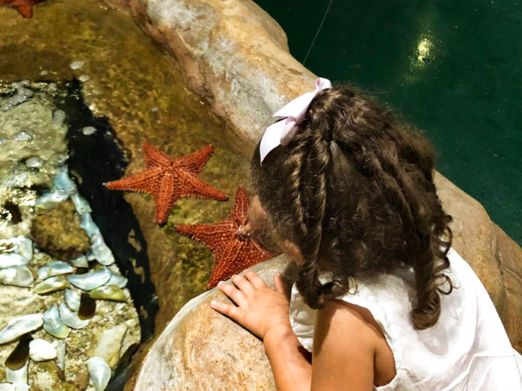 The author's daughter petting the starfish at AquaMundo Sambil Mall