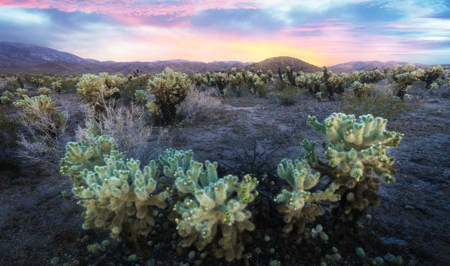 The colorful sky above Cholla Cactus Garden during sunset
