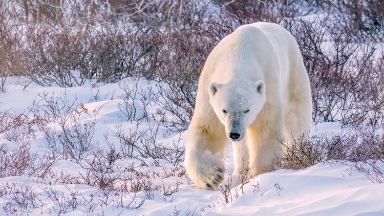 A large adult male polar bear walks through snow and vegetation toward the camera in soft reddish sunset light, in Churchill, Manitoba