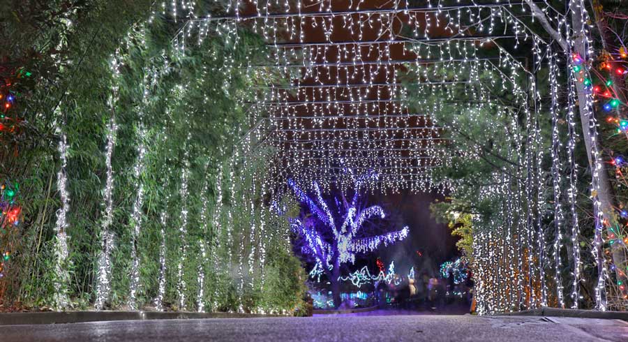 View from a walkway in Cincinnati Zoo with Christmas lights