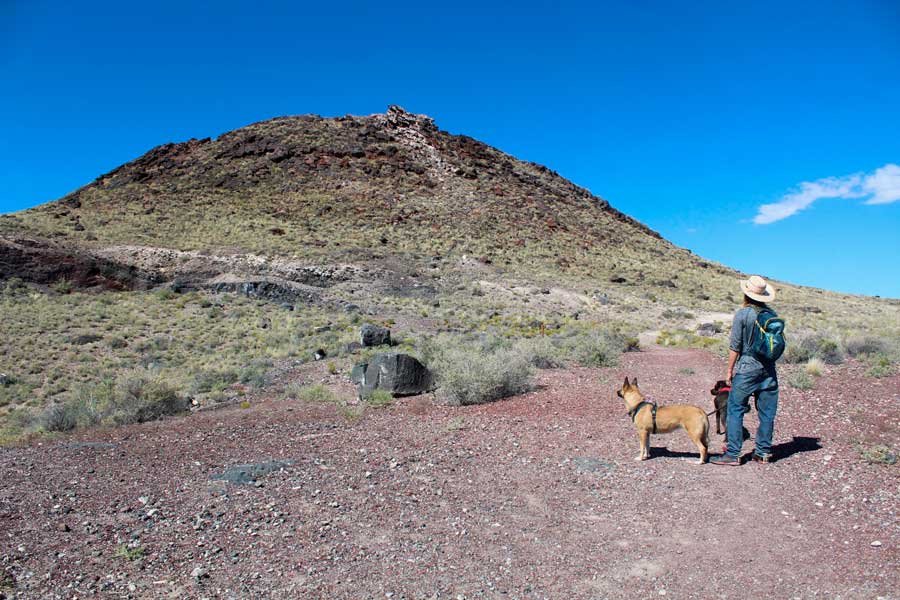 The author's husband with their dogs in Petroglyph National Monument