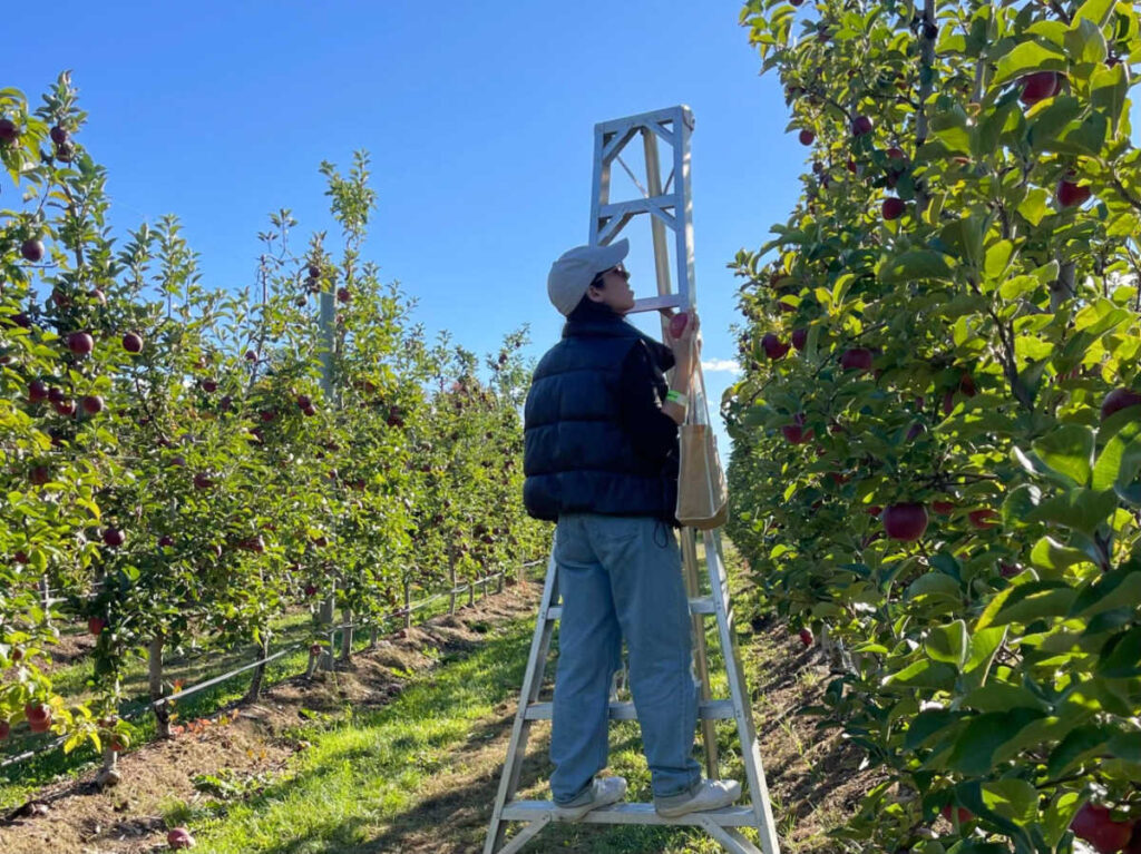 The author Claudicet standing on the ladder while picking apples at a farm