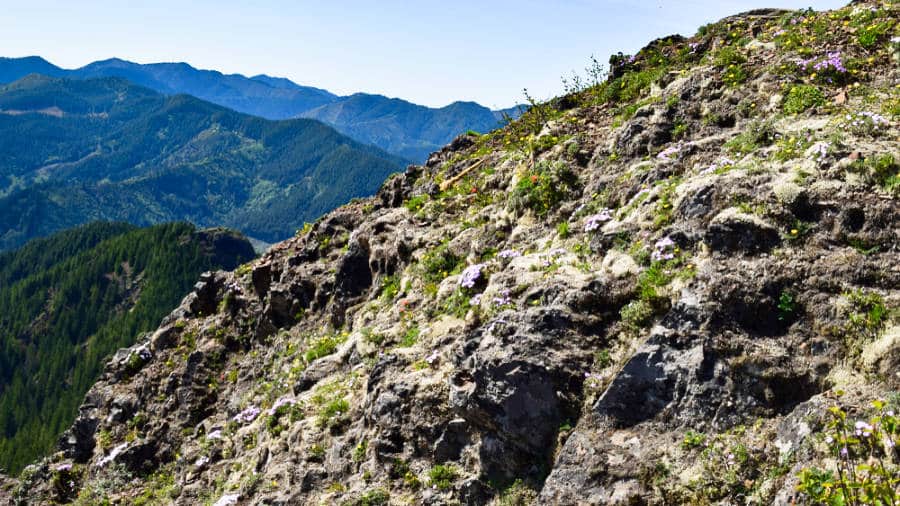 View of the wildflowers growing on the cliff at Kings Mountain