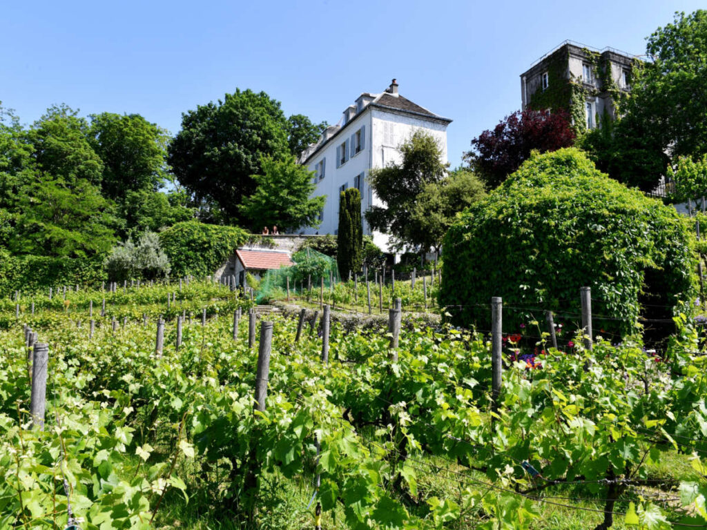 Clear blue sky over the Clos Montmartre