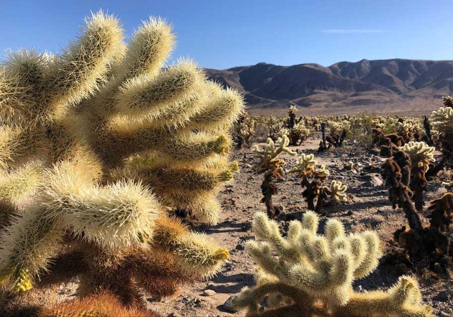 Close up view of a Joshua Tree